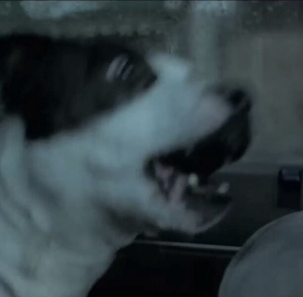 File:Mordillo profile square.jpg